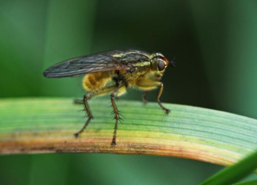 Réf. 321 347 : Scathophaga stercoraria